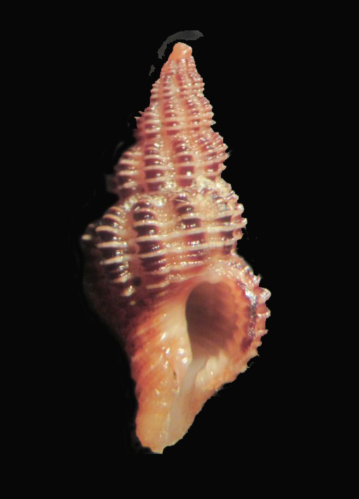 Fusinus labronicus